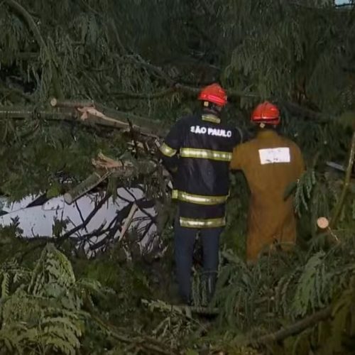 Árvore cai sobre carros durante temporal e deixa feridos em Ribeirão Preto