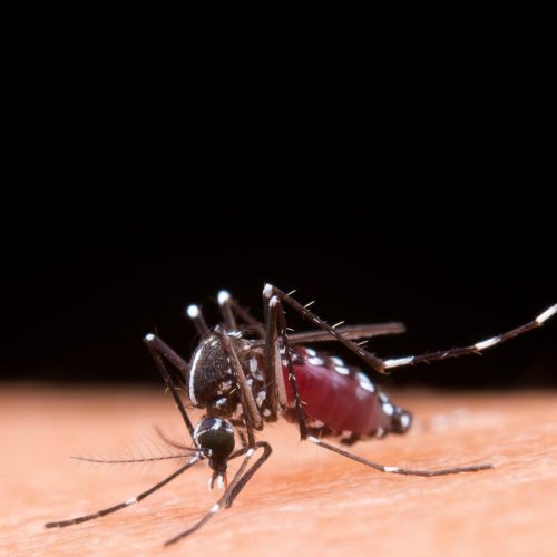 Mosquito macro photography