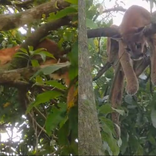 Onça-parda é resgatada em sítio e devolvida à natureza