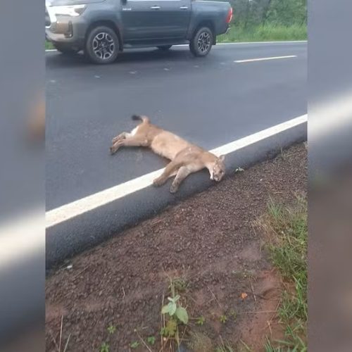 Onça-parda morre após ser atropelada em estrada vicinal no interior de SP