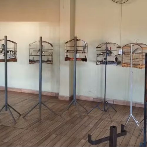 Torneio clandestino de aves termina com 24 detidos no interior de SP
