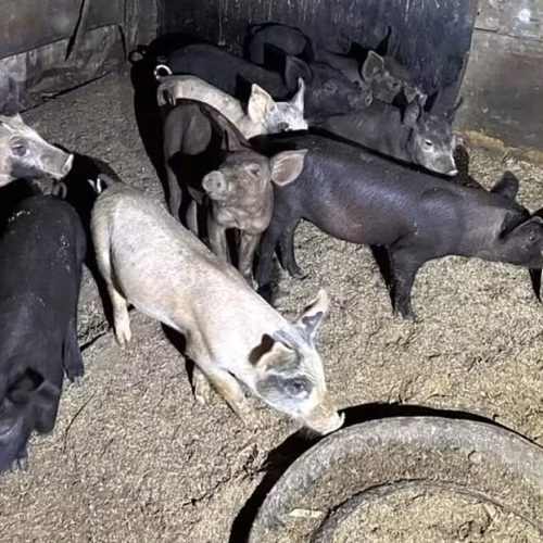 Mau cheiro e suspeita de abate clandestino incomodam moradores em Porto Ferreira
