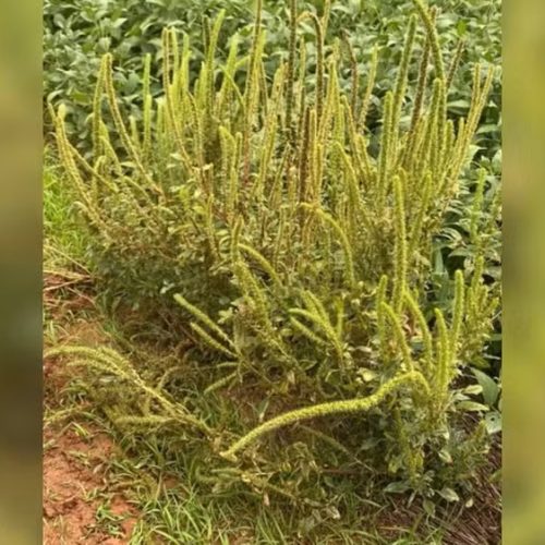 Praga caruru-palmeri é registrada pela primeira vez no estado de São Paulo