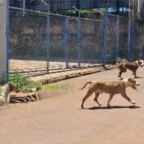 Cães da raça pitbull soltos assustam moradores e provocam ataques em São Carlos