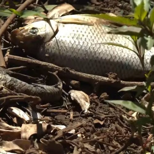 Peixes são encontrados mortos após lançamento de efluente no Rio Jacaré-Guaçu no interior de SP
