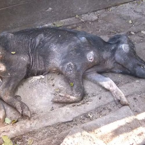 142 porcos são resgatados em situação de maus-tratos em sítio de São Carlos