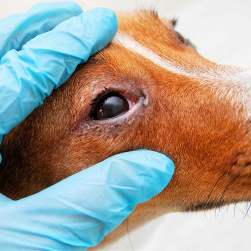 Alerta em Aguaí (SP): surto de cinomose causa morte de cachorros não vacinados
