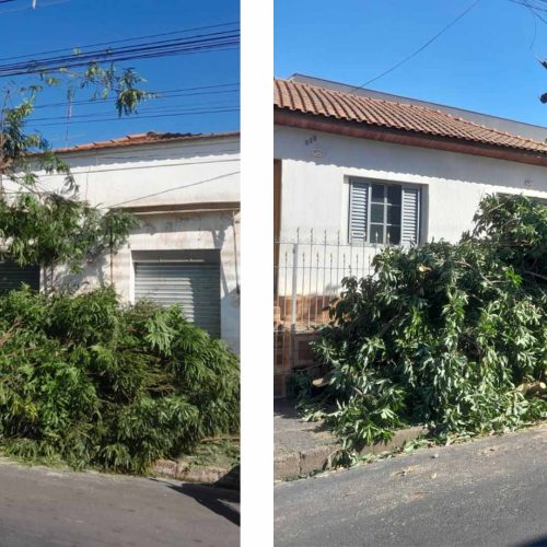 Morte anunciada: podas drásticas ameaçam árvores na Rua Dona Balbina em Porto Ferreira