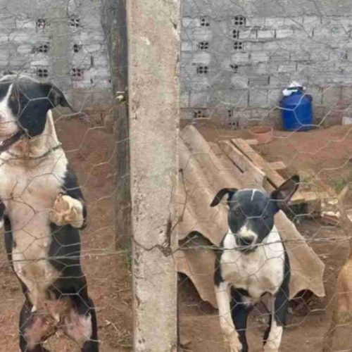 Homem é preso por maus-tratos a cães em Tambaú; animais foram resgatados sem acesso a água e comida