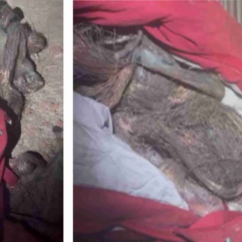 Força Tática do 38º BPM/I prende líder e comparsa por roubo de cobre em usina fotovoltaica de Descalvado