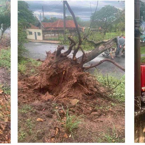 Risco de tragédia anunciada no ínicio da avenida João Martins da Silveira Sobrinho com queda de árvores