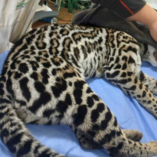 Jaguatirica é resgatada em hangar do Aeroporto de Jundiaí (SP)