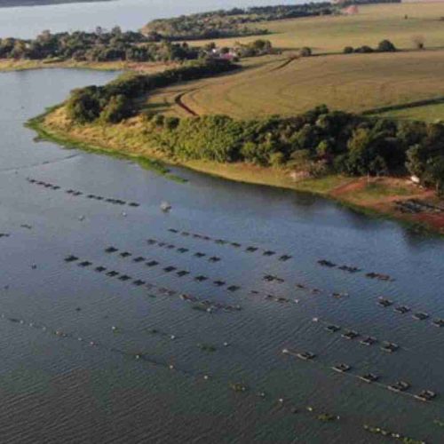 IBAMA informa: é falso que o cultivo de tilápia será proibido no Brasil