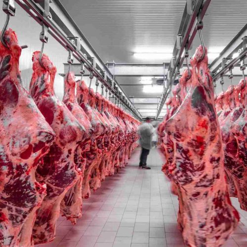Tarifaço de Trump sobre carne bovina brasileira: frigoríficos brasileiros sentem impacto primeiro