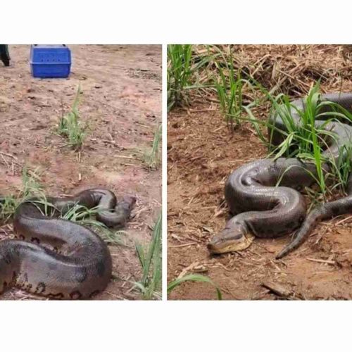 Sucuri gigante é encontrada em área agrícola no interior de SP
