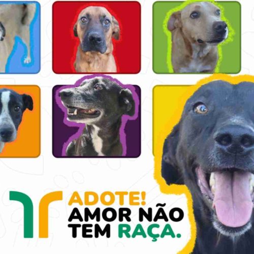 Projeto “Me Adota”: Arteris Intervias busca novos lares para cães resgatados nas rodovias