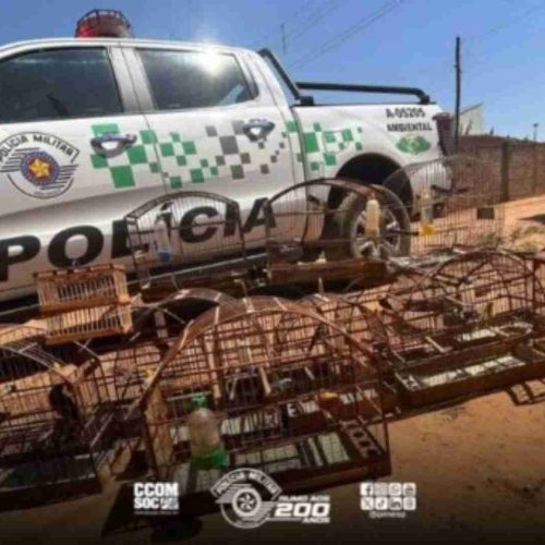 Operação da Polícia Ambiental resgata aves silvestres e apreende pássaros ameaçados de extinção em Tambaú
