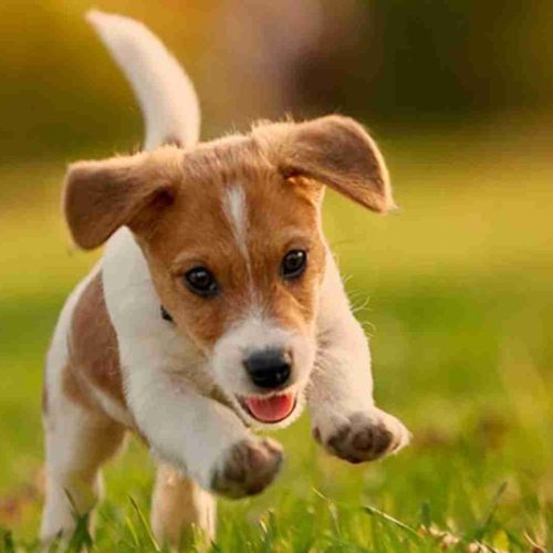 Mundo Pet : você  está  alimentando  seu  pet  com carinho  ou  colocando  a  saúde  dele  em  risco?