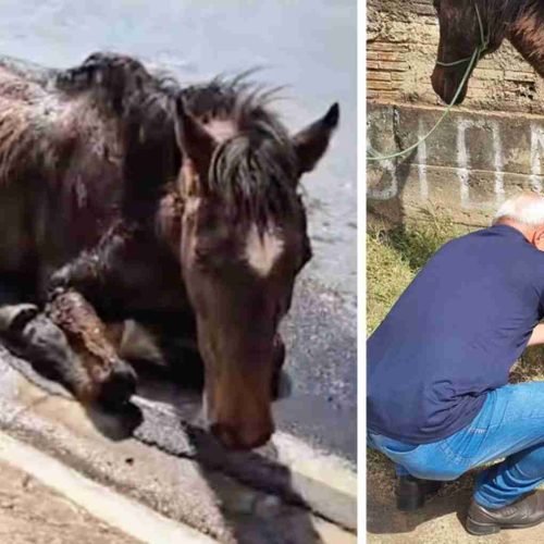 Prefeitura reforça ações contra maus-tratos a animais em Porto Ferreira