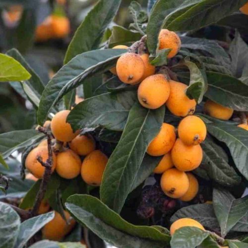 Conheça o fruto mais completo da natureza para regenerar o fígado