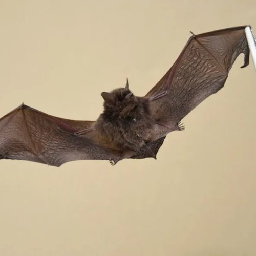 Primeiro caso de raiva em morcego é confirmado neste ano no interior de SP