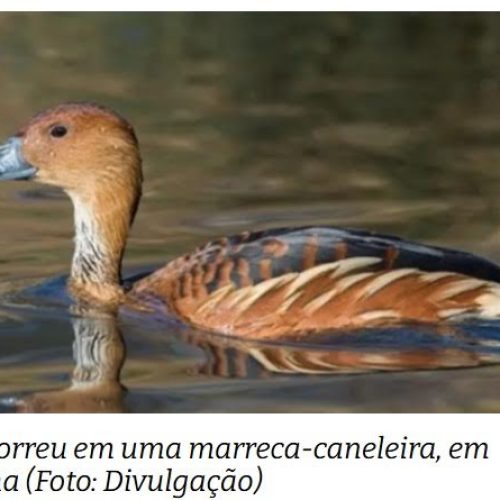 Gripe aviária: primeiro caso de 2025 no estado de SP é confirmado em Diadema