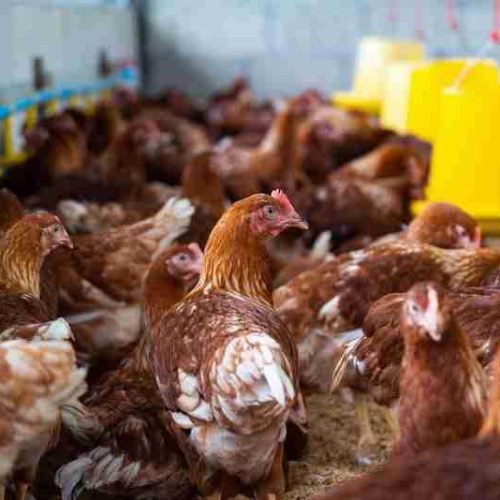 Gripe aviária: Goiás confirma novo foco em aves domésticas