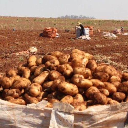 Safra da batata faz Vargem Grande do Sul disparar na geração de empregos