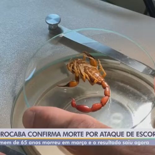 Sorocaba confirma primeira morte por picada de escorpião em 2026