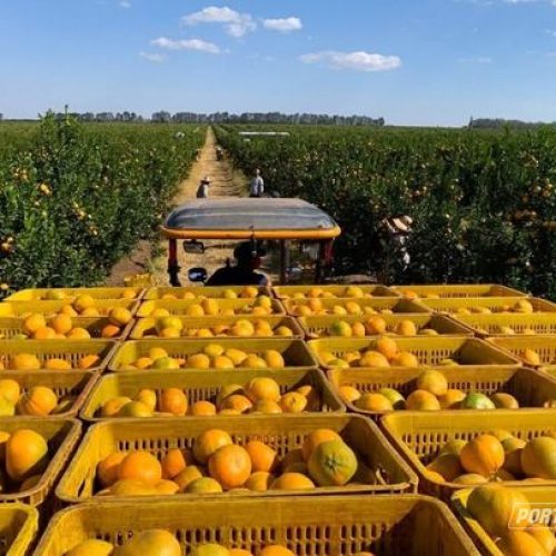 Suco de laranja brasileiro escapa de tarifa dos EUA, mas óleos essenciais sofrem aumento