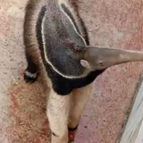 Tamanduá-bandeira é resgatado de lavador de café