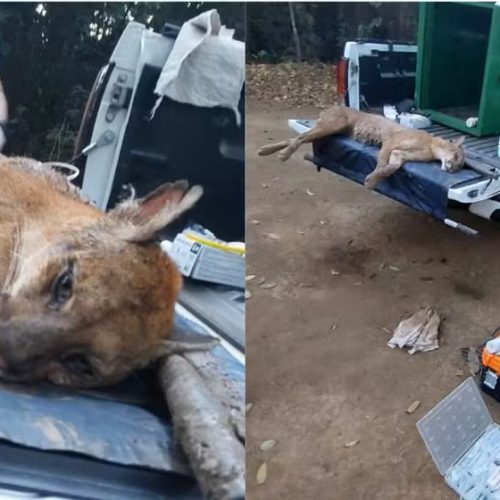 Onça-parda não resiste após ser encontrada ferida às margens do Rio Jaguari em Pirassununga (SP)