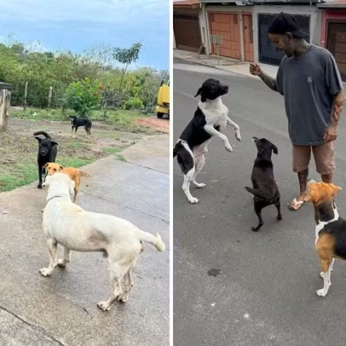 Protetor de Itirapina cuida de quase 100 animais e sonha construir abrigo próprio