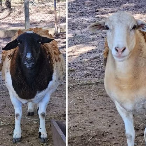 Oito ovelhas desaparecem após invasão de parque ecológico em Leme