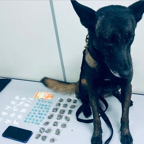 Cão farejador ajuda GCM a localizar drogas em imóvel perto de escola em Araras