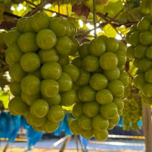 Uva mais doce que cana chama atenção e já foi vendida por R$ 200 o quilo