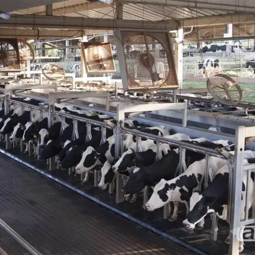 Fazenda de Descalvado está entre as maiores produtoras de leite do Brasil