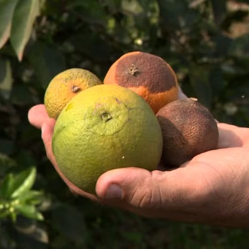 Pés de laranja e limão em quintais aumentam risco do greening no interior de SP